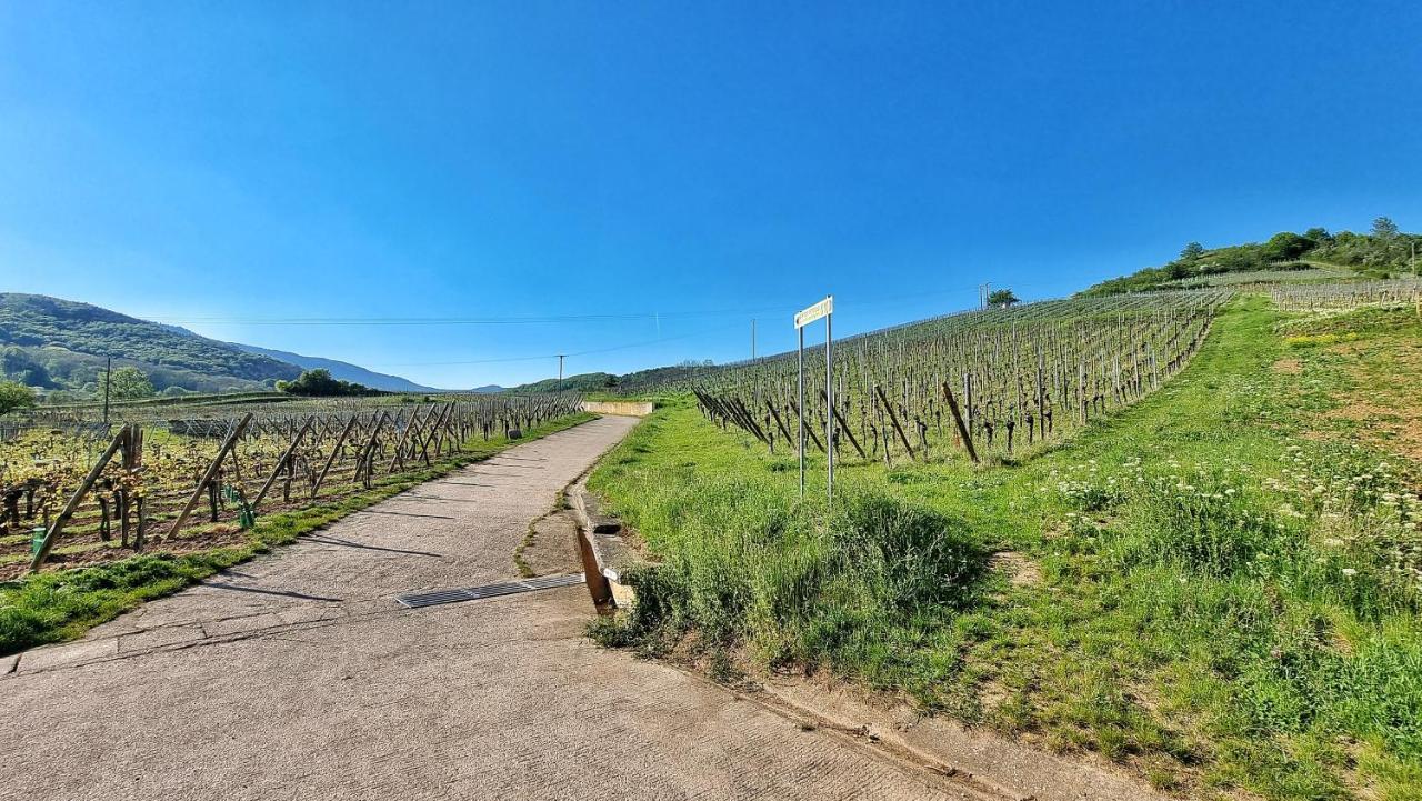 Ferienwohnung Aux Pieds Des Vignes Bergheim Exterior foto